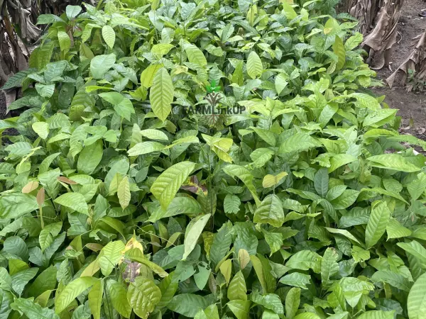 Seedlings