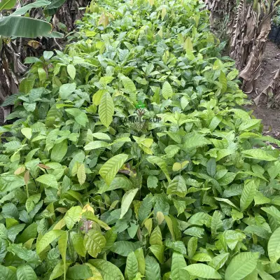 Mature Cashew Seedling 