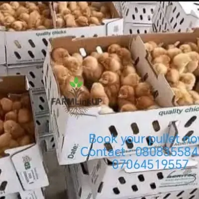 Book your Day-old pullet now 