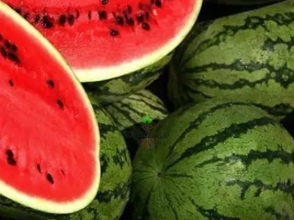 Fruits