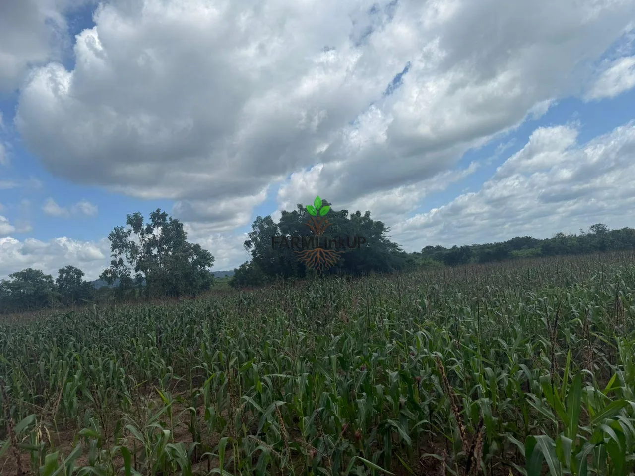 12-Acre Working Farm With 5 Greenhouses & Farmhouse, Ido Ibadan