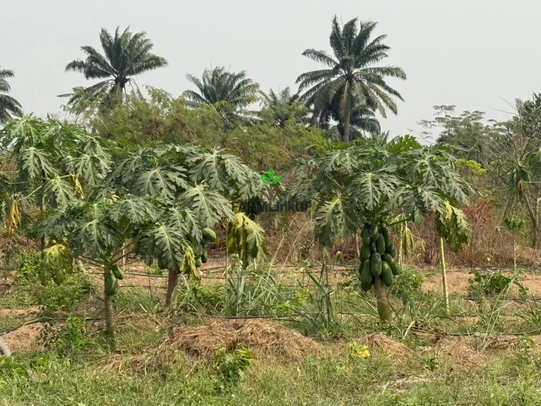 12-Acre Working Farm With 5 Greenhouses & Farmhouse, Ido Ibadan