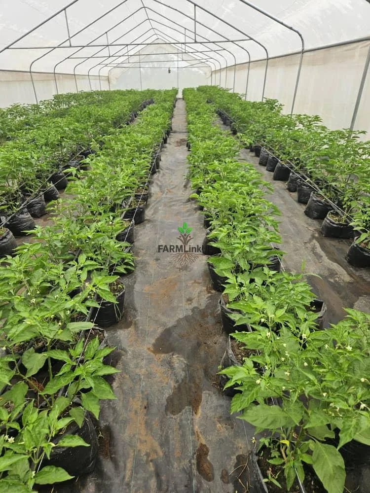 12-Acre Working Farm With 5 Greenhouses & Farmhouse, Ido Ibadan