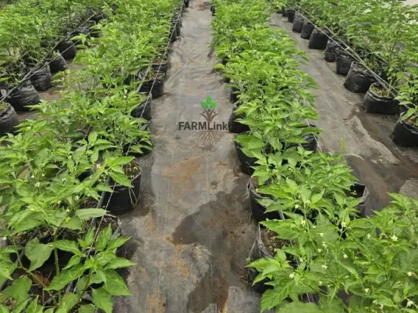 Farm lands