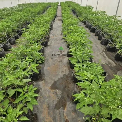 12-Acre Working Farm With 5 Greenhouses & Farmhouse, Ido Ibadan