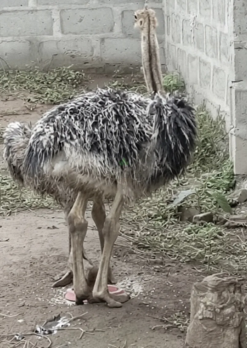 ADOLESCENT OSTRICH 